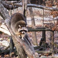 Christmas programmes at Miskolc Zoo EN